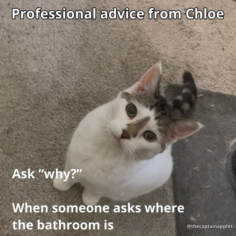 Professional advice from Chloe Ask "why?" When someone asks where the bathroom is @thecaptainapples