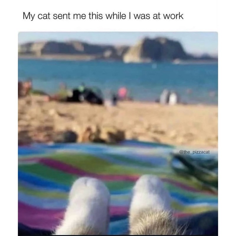 My cat sent me this while I was at work @the_pizzacat