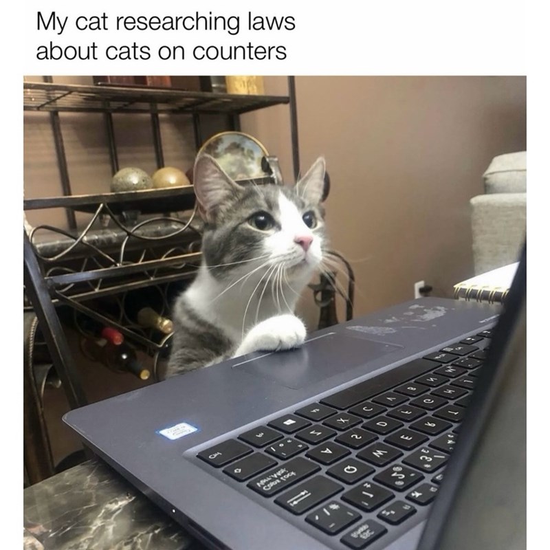 My cat researching laws. about cats on counters CM 3 A cape roo 100 4 F 2 - 3 M 9 w 3 3 C 9 - 4