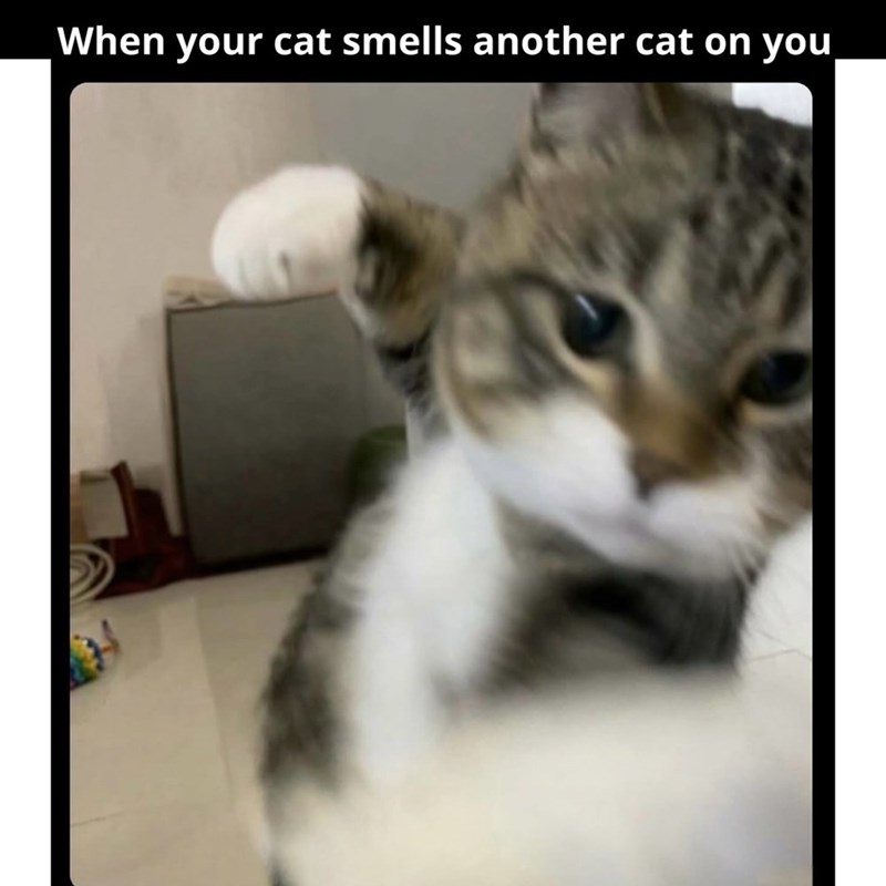When your cat smells another cat on you