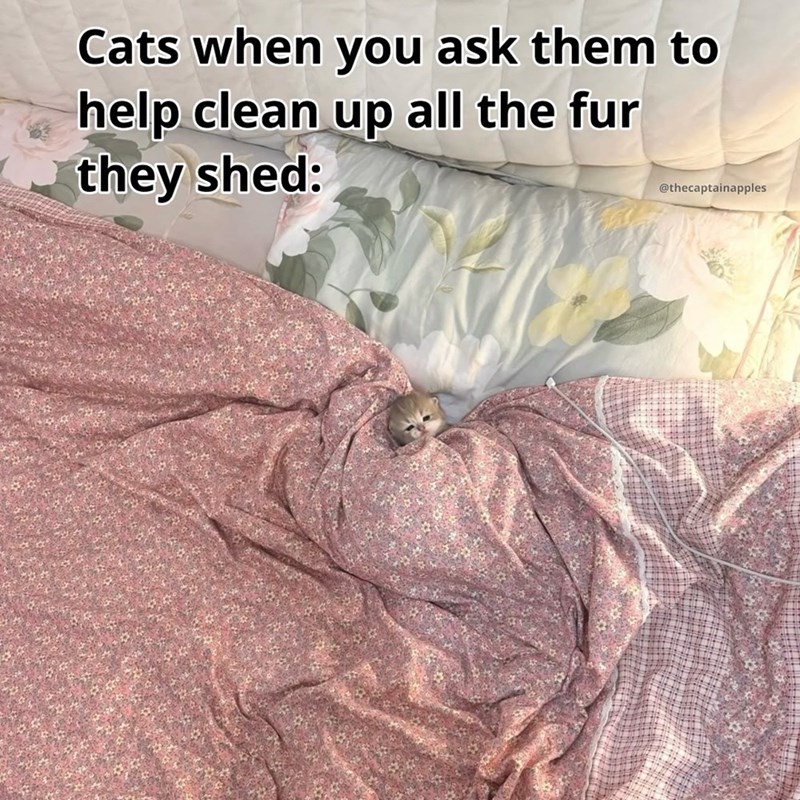 Cats when you ask them to help clean up all the fur they shed: @thecaptainapples