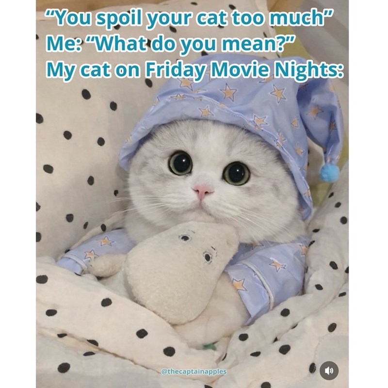 "You spoil your cat too much" Me: "What do you mean?" My cat on Friday Movie Nights: @thecaptainapples