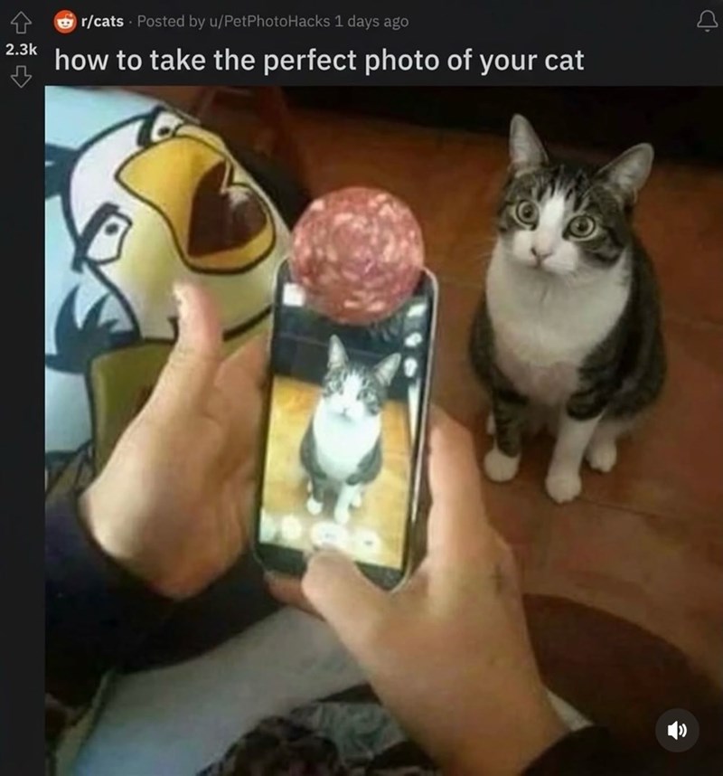 2.3k ♡ r/cats Posted by u/PetPhoto Hacks 1 days ago how to take the perfect photo of your cat D