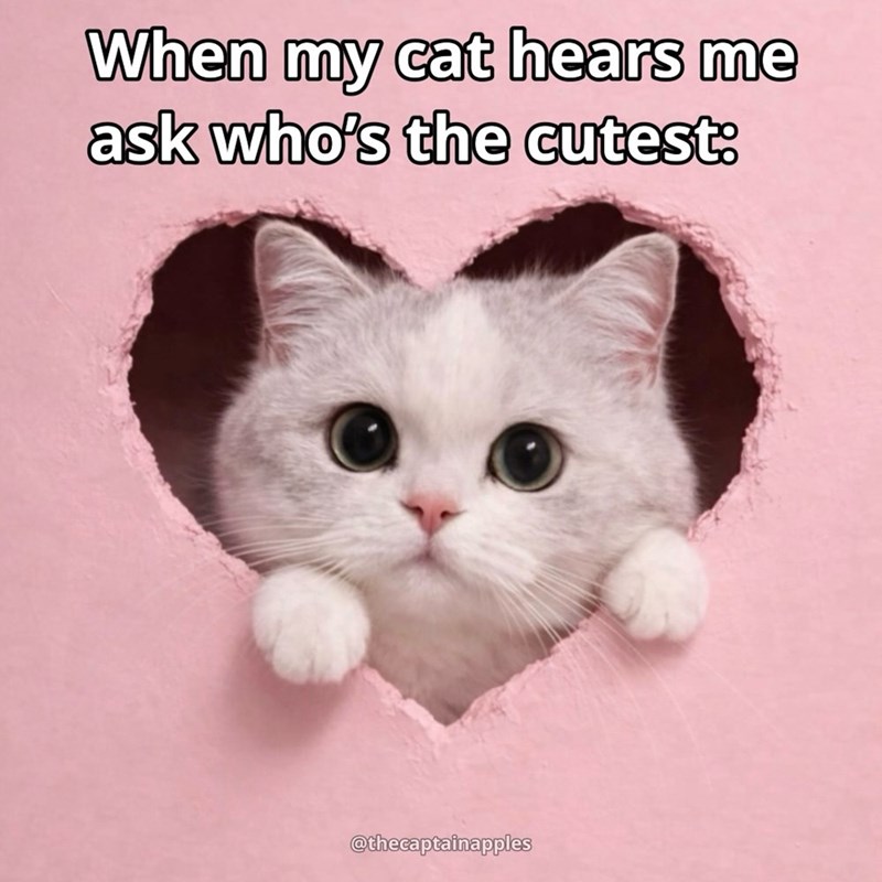 When my cat hears me ask who's the cutest: @thecaptainapples