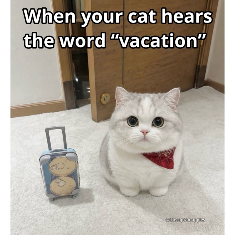 When your cat hears the word "vacation" @thecaptainapples