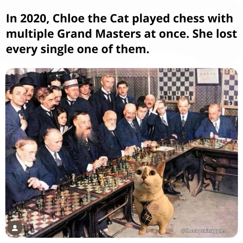 In 2020, Chloe the Cat played chess with multiple Grand Masters at once. She lost every single one of them. Todky/ @thecaptainapples