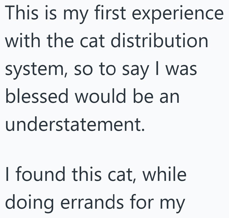 This is my first experience with the cat distribution system, so to say I was blessed would be an understatement. I found this cat, while doing errands for my