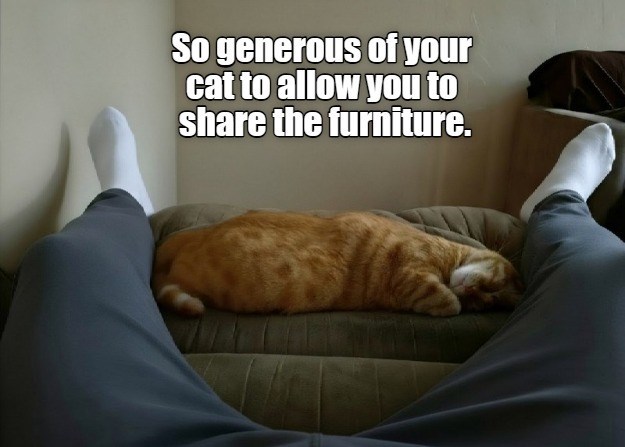So generous of your cat to allow you to share the furniture.