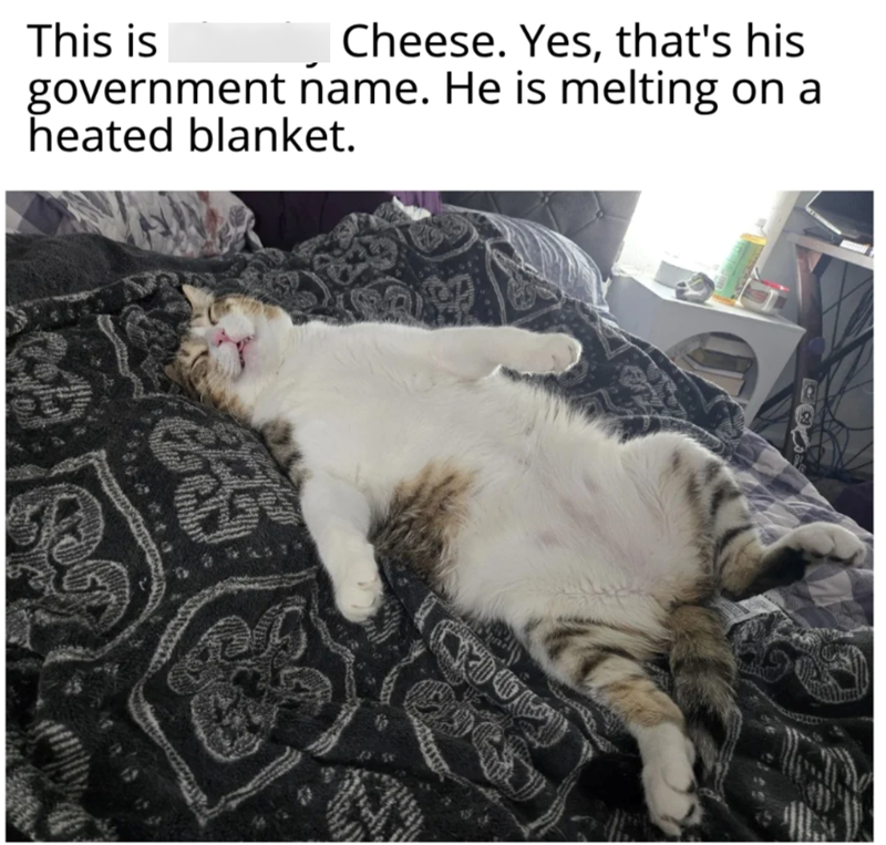 This is Cheese. Yes, that's his government name. He is melting on a heated blanket.