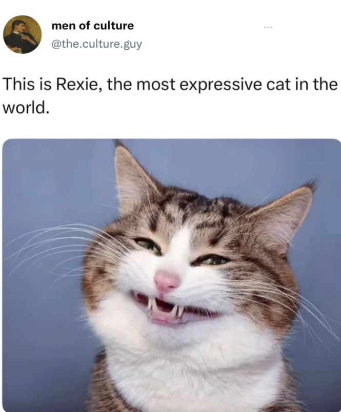 men of culture @the.culture.guy This is Rexie, the most expressive cat in the world.