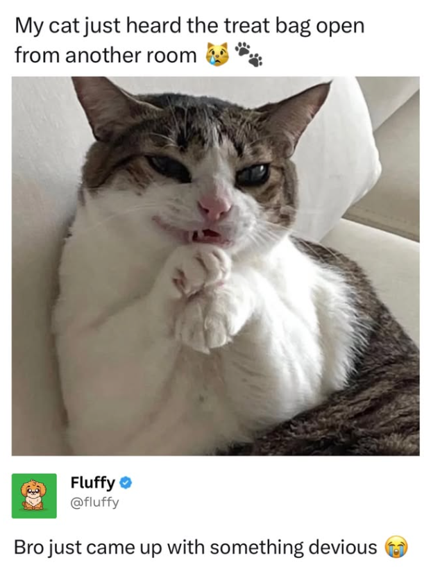 My cat just heard the treat bag open from another room Fluffy ❤ @fluffy Bro just came up with something devious