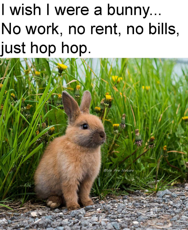 I wish I were a bunny... No work, no rent, no bills, just hop hop. @We Are Nature
