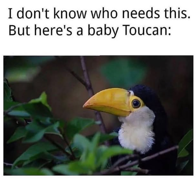 I don't know who needs this. But here's a baby Toucan: