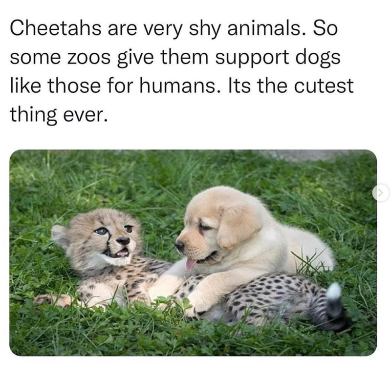 Cheetahs are very shy animals. So some zoos give them support dogs like those for humans. Its the cutest thing ever.