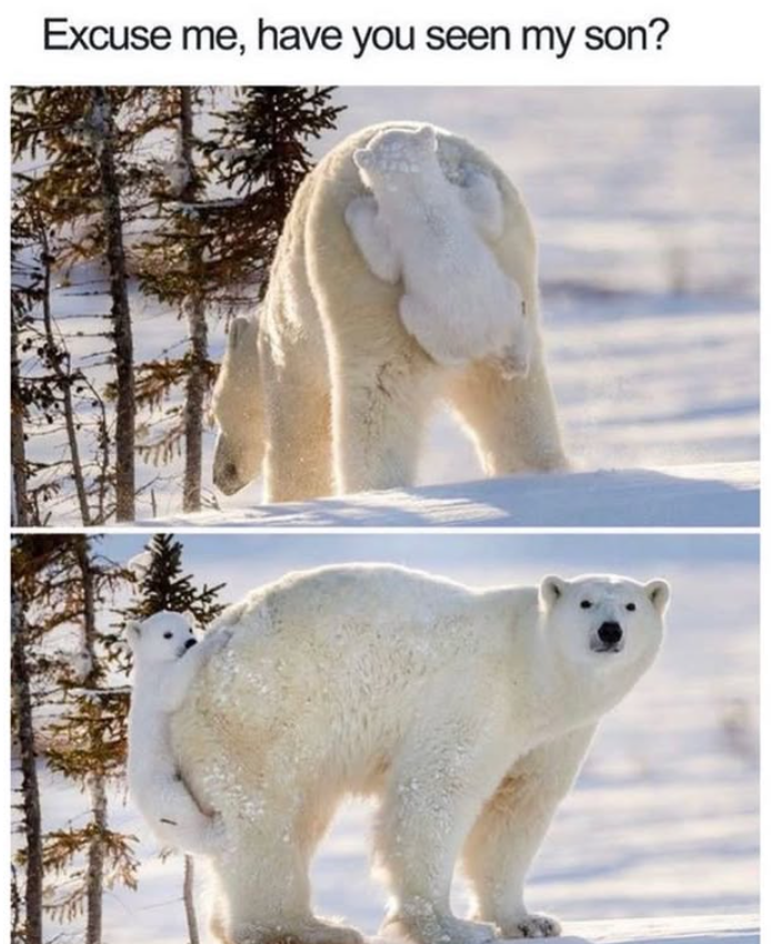 Excuse me, have you seen my son?