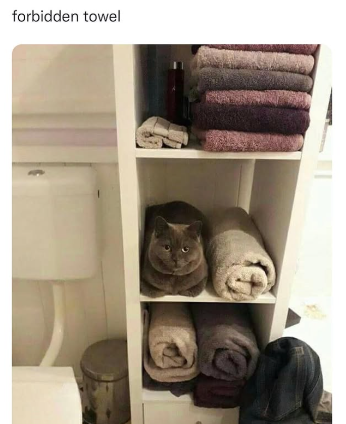 forbidden towel