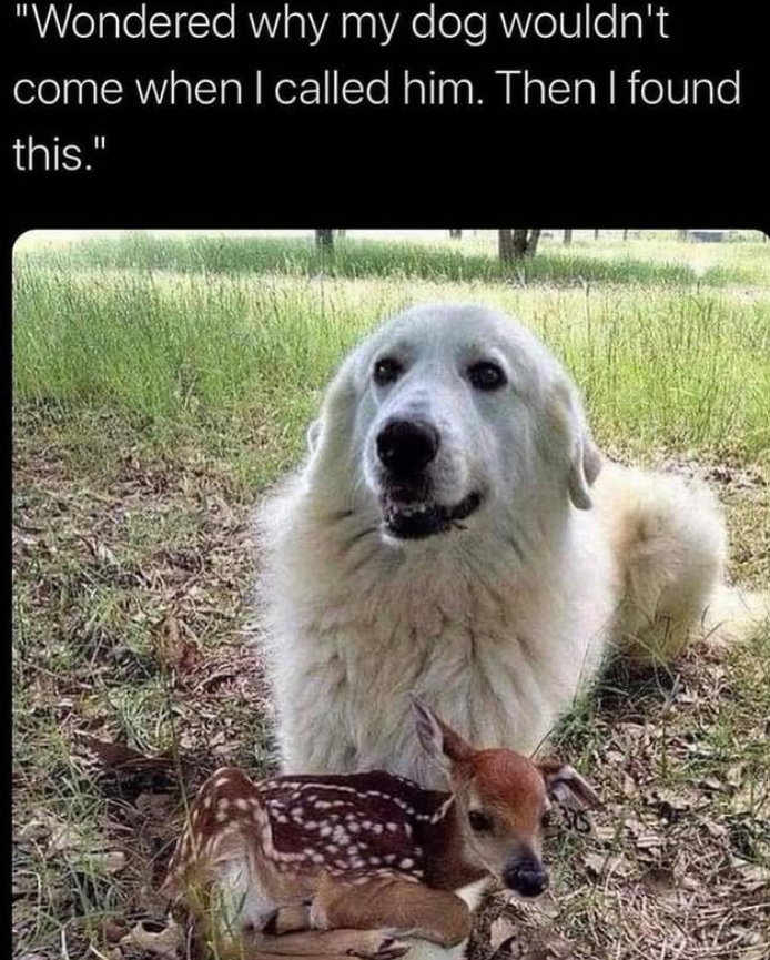 "Wondered why my dog wouldn't come when I called him. Then I found this."