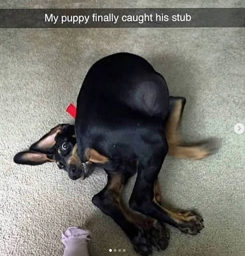 My puppy finally caught his stub >