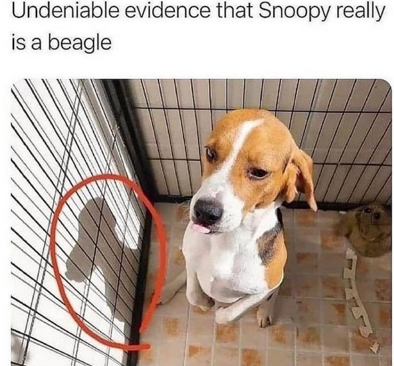 Undeniable evidence that Snoopy really is a beagle