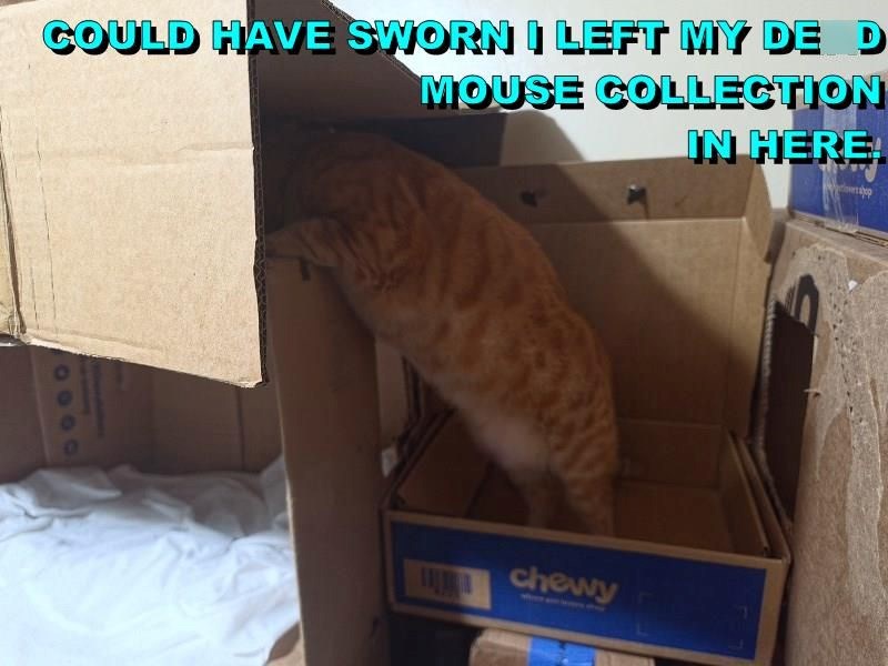 COULD HAVE SWORN I LEFT MY DE D MOUSE COLLECTION IN HERE! chewy