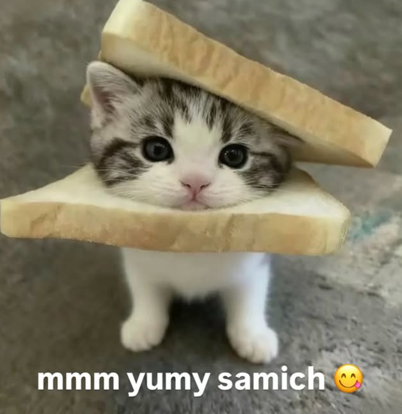 mmm yumy samich