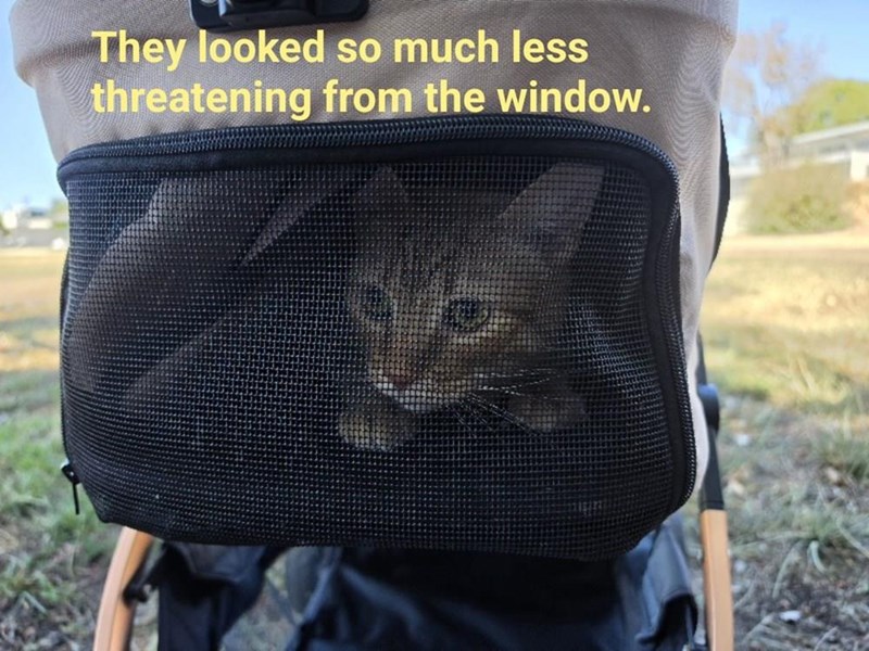 They looked so much less threatening from the window.