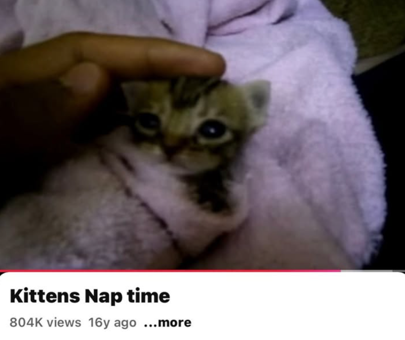 Kittens Nap time 804K views 16y ago ...more