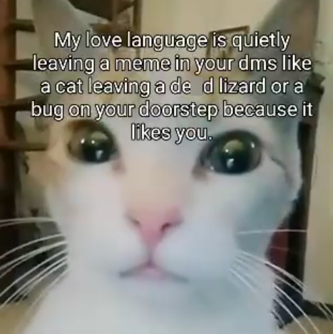 My love language is quietly leaving a meme in your dms like a cat leaving a de d lizard or a bug on your doorstep because it likes you.