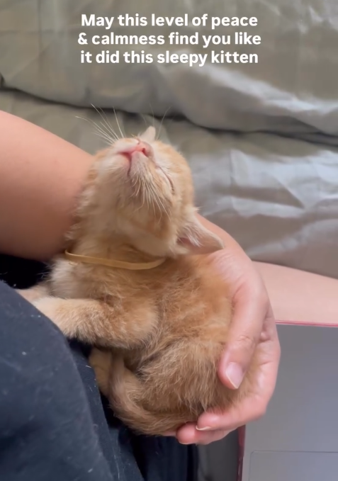 May this level of peace & calmness find you like it did this sleepy kitten