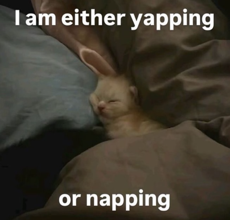 I am either yapping or napping