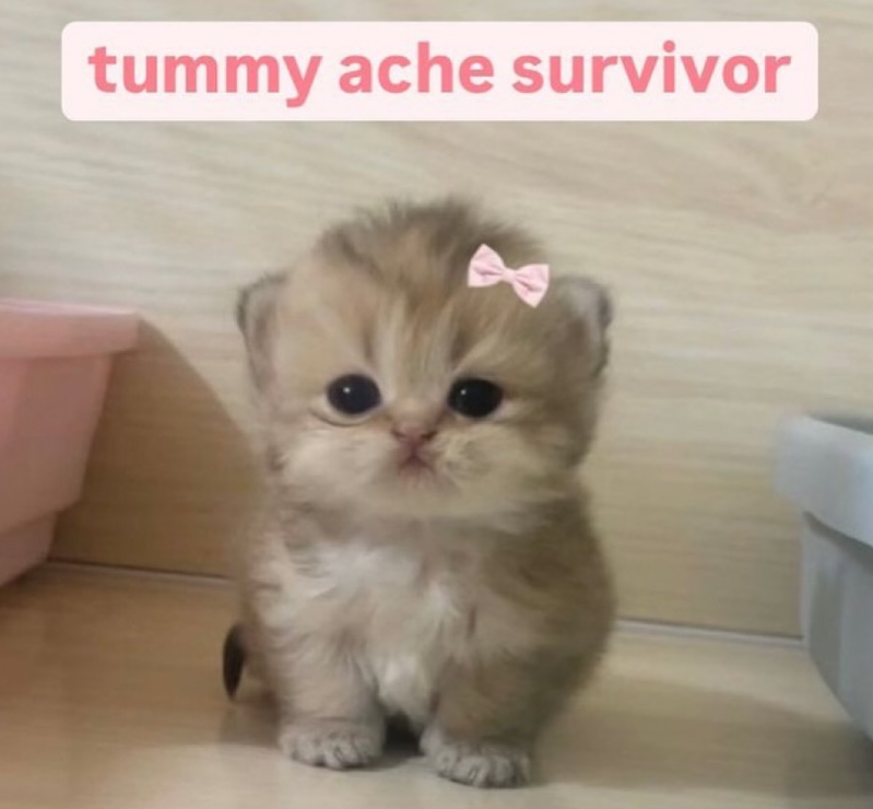 tummy ache survivor