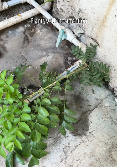 Plants with no attention