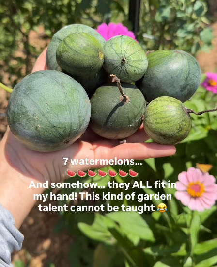 7 watermelons... 000 And somehow... they ALL fit in my hand! This kind of garden talent cannot be taught