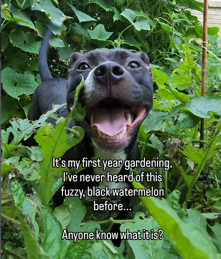 It's my first year gardening. I've never heard of this fuzzy, black watermelon before... Anyone know what it is?