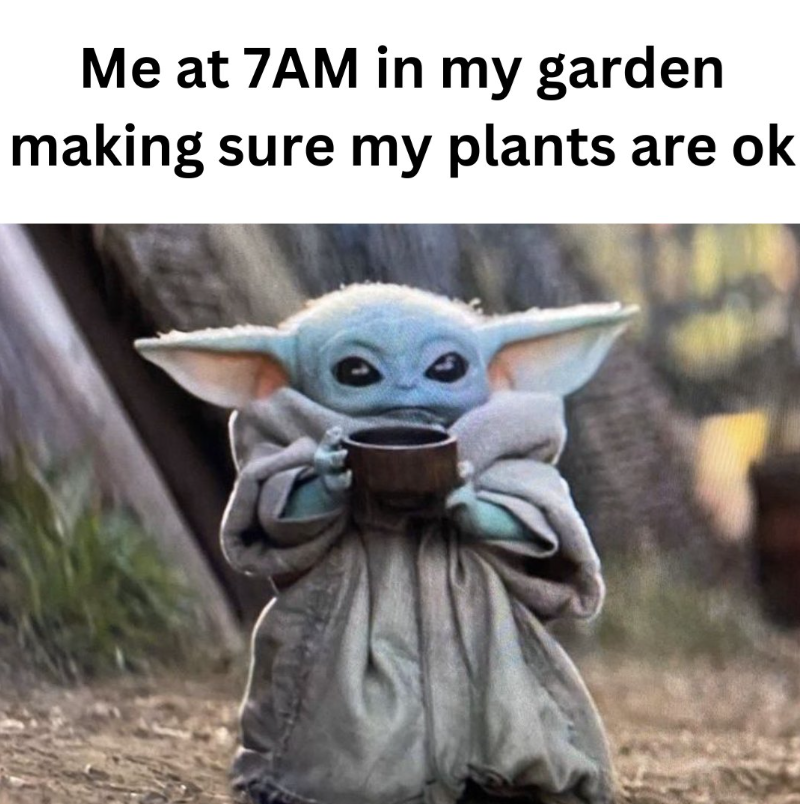 Me at 7AM in my garden making sure my plants are ok