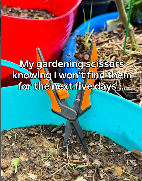 My gardening scissors knowing I won't find them for the next five days...