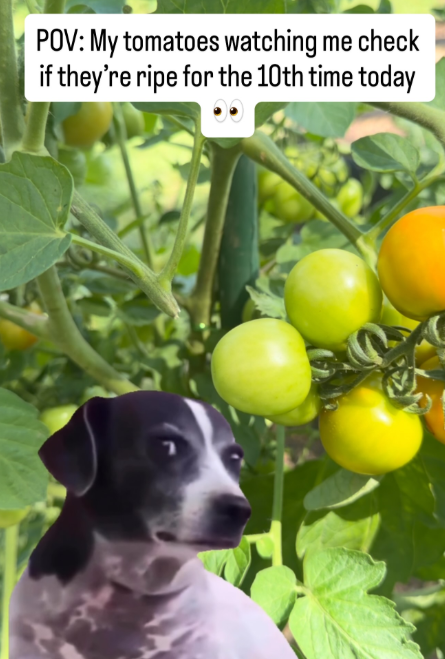 POV: My tomatoes watching me check if they're ripe for the 10th time today י