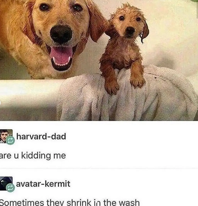 harvard-dad are u kidding me avatar-kermit Sometimes they shrink in the wash