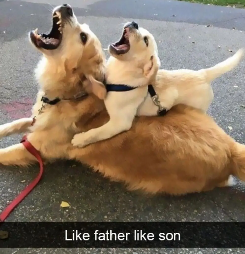 Like father like son