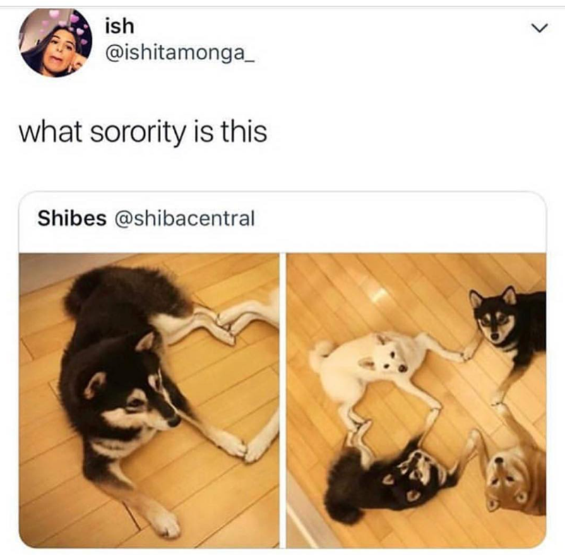 ish @ishitamonga_ what sorority is this Shibes @shibacentral