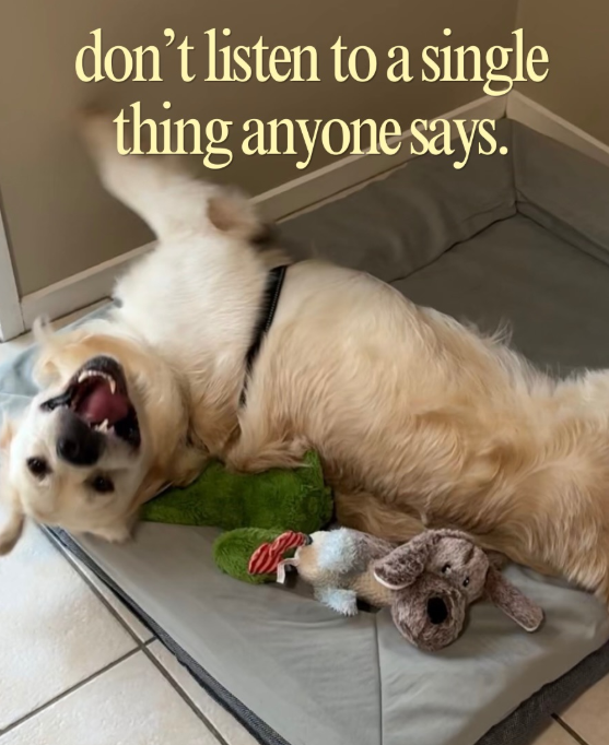 don't listen to a single thing anyone says.