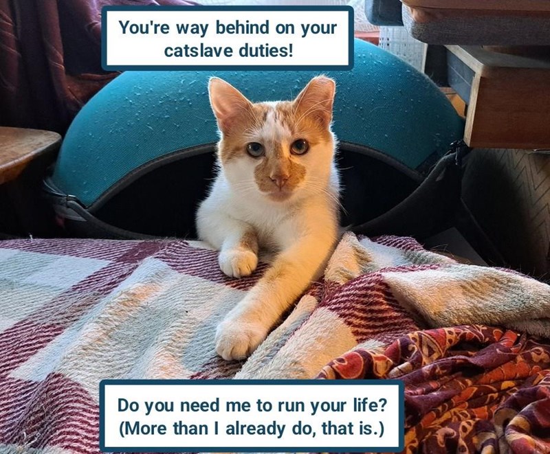 You're way behind on your catslave duties! Do you need me to run your life? (More than I already do, that is.)