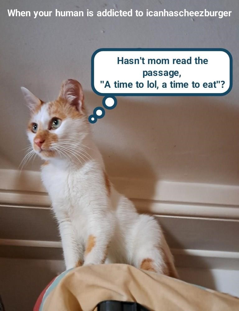 When your human is addicted to icanhascheezburger Hasn't mom read the passage, "A time to lol, a time to eat"?