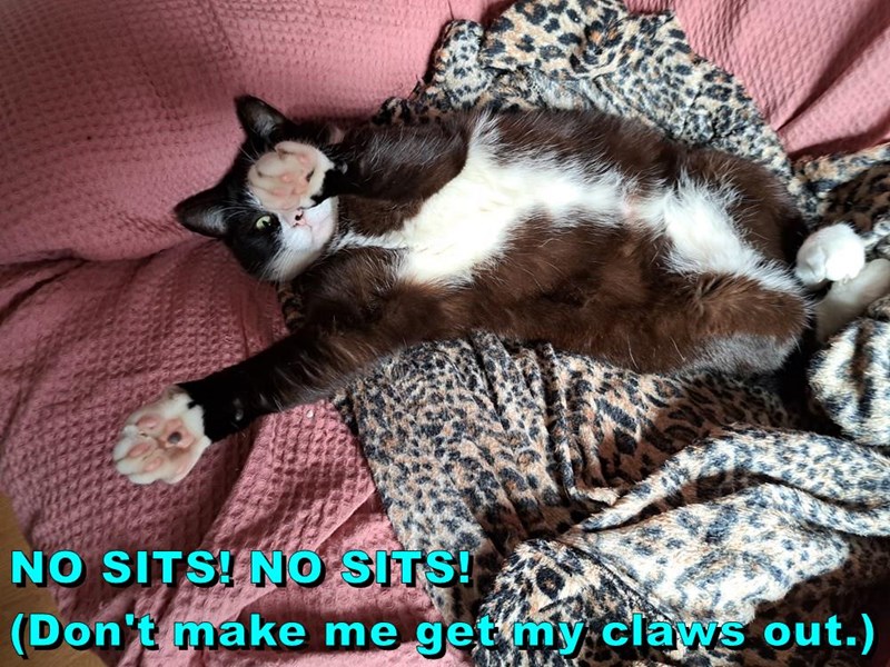 NO SITS! NO SITS! (Don't make me get my claws out.)