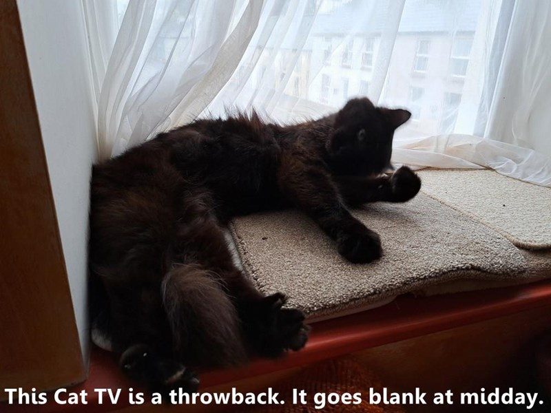 This Cat TV is a throwback. It goes blank at midday.