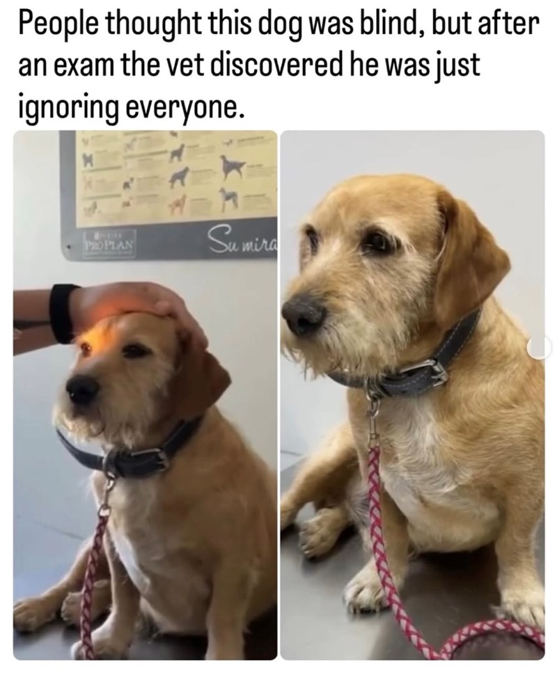 People thought this dog was blind, but after an exam the vet discovered he was just ignoring everyone. PROPLAN Sumira