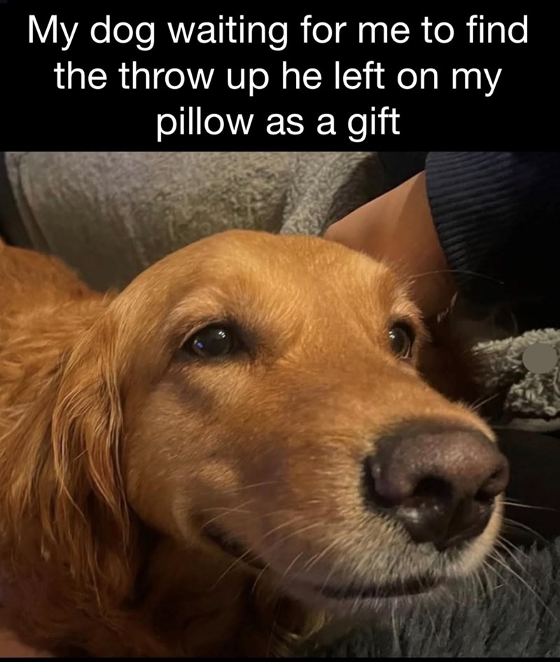 My dog waiting for me to find the throw up he left on my pillow as a gift