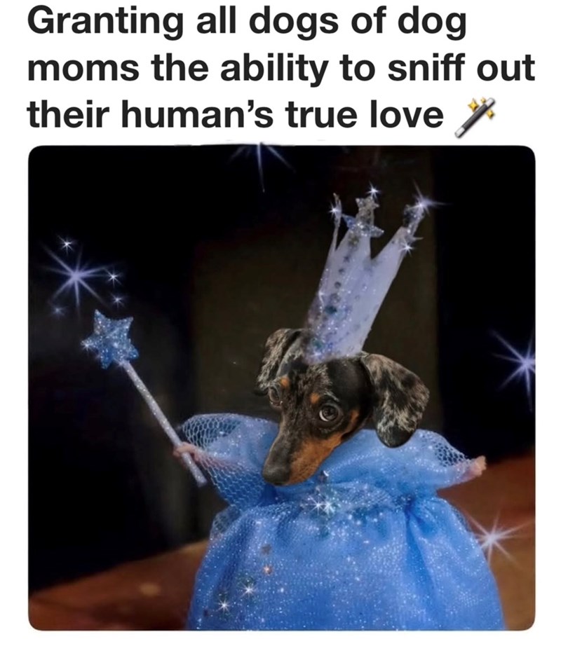 Granting all dogs of dog moms the ability to sniff out their human's true love ✓