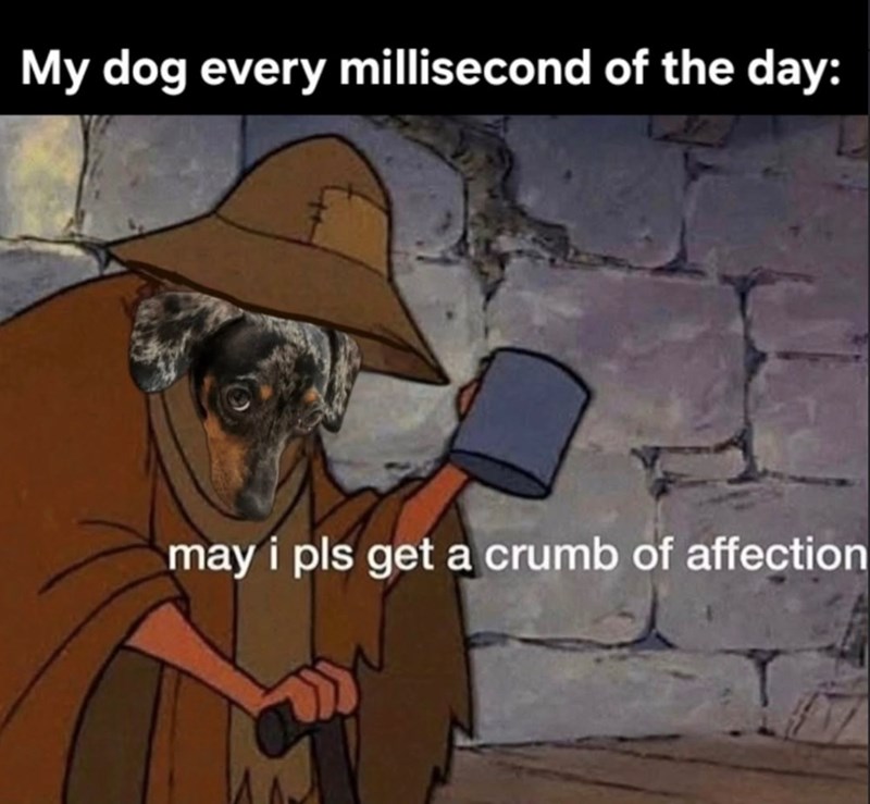My dog every millisecond of the day: may i pls get a crumb of affection