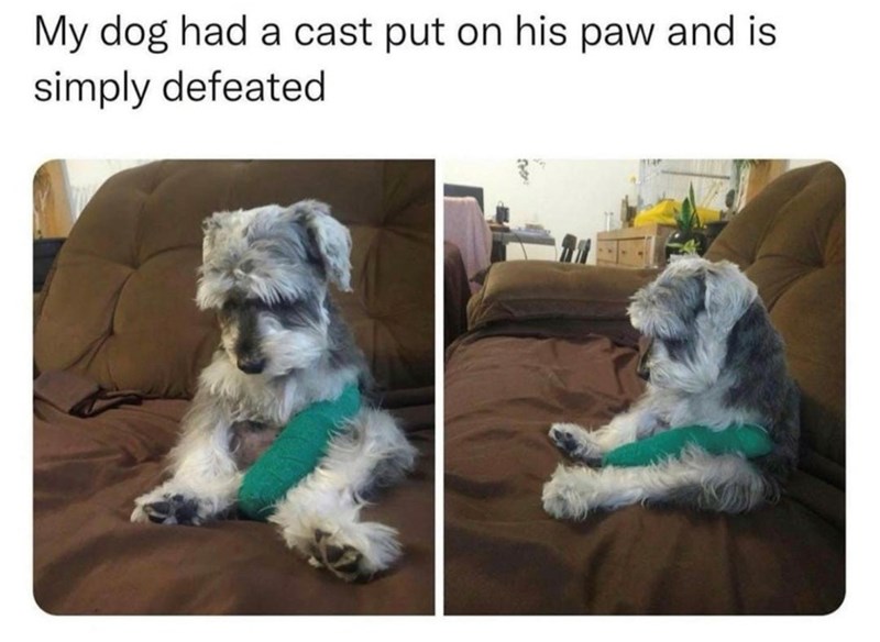 My dog had a cast put on his paw and is simply defeated